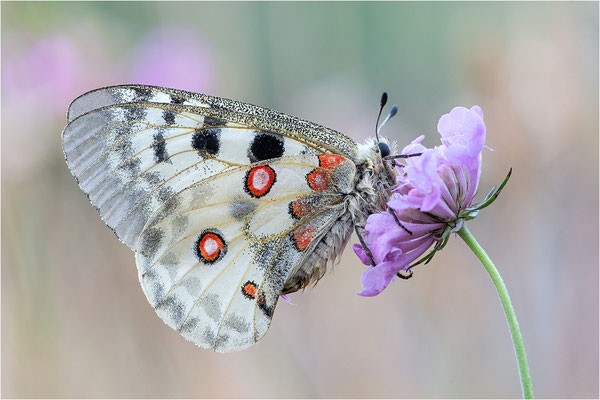Roter Apollo (Parnassius apollo lozerae), Frankreich, Dep. Lozere