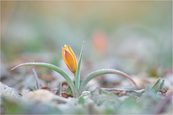 Südalpen-Tulpe (Tulipa sylvestris australis), Aude, Frankreich