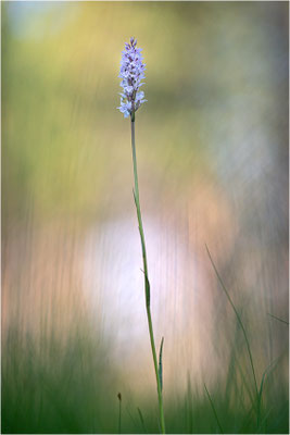 Torfmoos-Fingerwurz (Dactylorhiza sphagnicola), Schweden, Gävleborgs Iän
