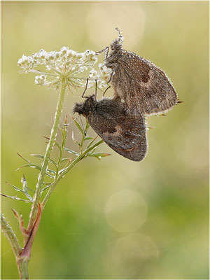 Kleines Wiesenvögelchen (Coenonympha pamphilus), Paarung, Deutschland, Baden-Württemberg