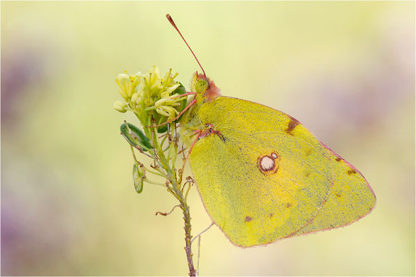 Postillion (Colias crocea), Spanien, Pyrenäen, Prov. Lleida