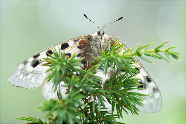 Roter Apollo (Parnassius apollo apollo f. cardinalis), Schweden, Småland