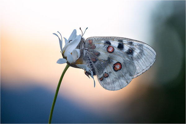 Roter Apollo (Parnassius apollo geminus), Schweiz, Kanton Bern