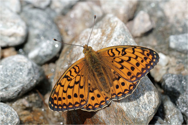 Großer Perlmutterfalter (Argynnis aglaja), Männchen, Italien, Region Aostatal, 2200m