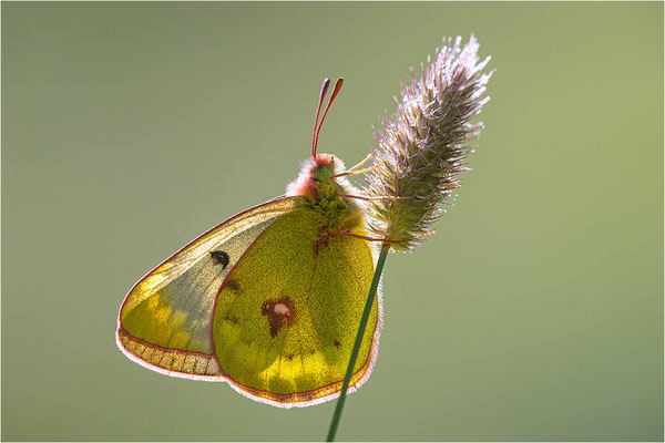 Alpen-Gelbling (Colias phicomone), Schweiz, Kanton Bern