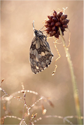 Schachbrettfalter (Melanargia galathea), Weibchen, Deutschland, Baden-Württemberg