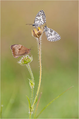 Schachbrettfalter (Melanargia galathea), Männchen und Großes Ochsenauge (Maniola jurtina) Deutschland, Baden-Württemberg