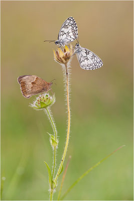 Schachbrettfalter (Melanargia galathea), Männchen und Großes Ochsenauge (Maniola jurtina) Deutschland, Baden-Württemberg