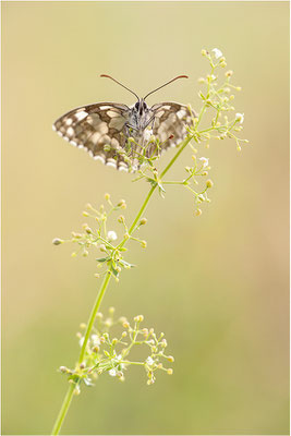 Schachbrettfalter (Melanargia galathea), Weibchen, Deutschland, Baden-Württemberg