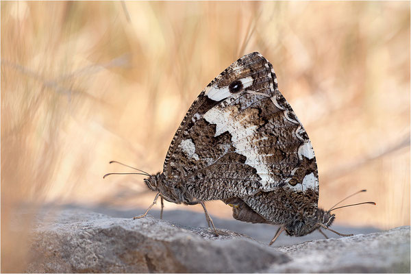 Weißer Waldportier (Brintesia circe), Paarung, Frankreich, Ardèche