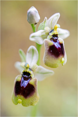 Norman´s Ragwurz (Ophrys normanii)