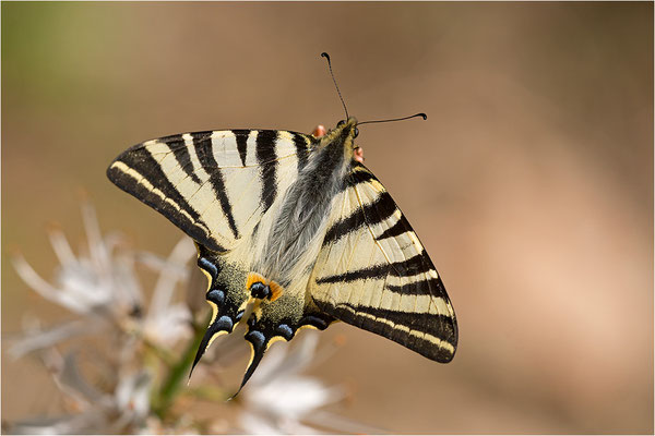 Segelfalter (Iphiclides podalirius), Männchen, Frankreich, Zentralkorsika