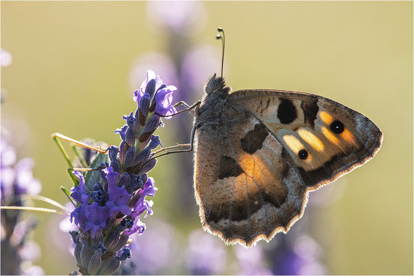 Berghexe (Chazara briseis), Dep. Drôme, Frankreich