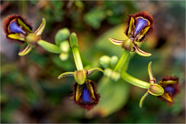 Spiegel-Ragwurz (Ophrys speculum)