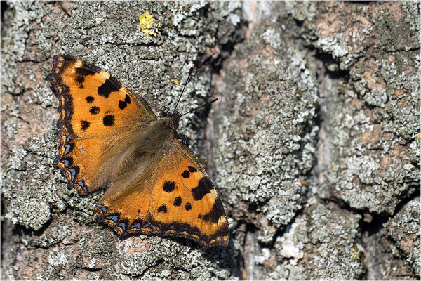 Großer Fuchs (Nymphalis polychloros), Deutschland, Baden-Württemberg