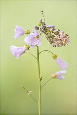 Aurorafalter (Anthocharis cardamines), Männchen, Deutschland, Baden-Württemberg