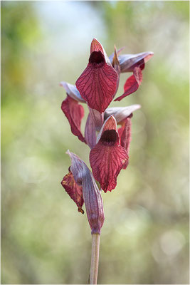 Herzförmiger Zungenstendel (Serapias cordigera), Korsika