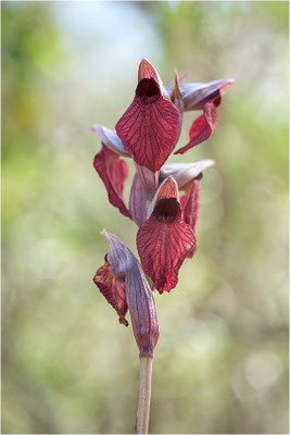 Herzförmiger Zungenstendel (Serapias cordigera), Korsika