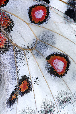 calmensis
