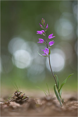 Rotes Waldvöglein (Cephalanthera rubra), Frankreich, Provence