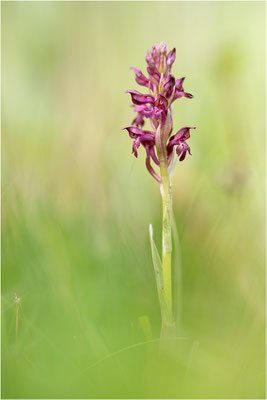 Wanzen-Spitzorchis (Anacamptis coriophora), Dep. Aveyron, Frankreich