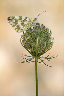 Resedaweißling (Pontia daplidice), Frankreich, Drôme