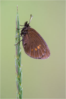 Kleiner Mohrenfalter (Erebia melampus), Italien, Region Aostatal, 2000m