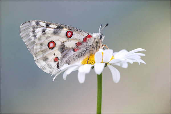 Roter Apollo (Parnassius apollo pedemontanus), Italien, Region Aostatal