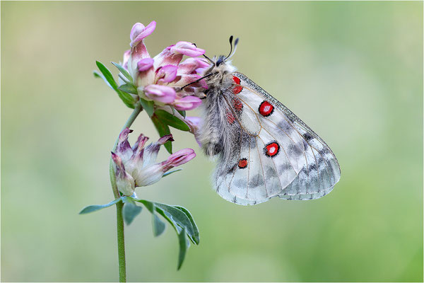 Roter Apollo (Parnassius apollo pyrenaicus), Frankreich, Dep. Hautes-Pyrénées