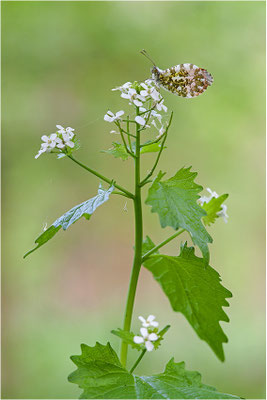 Aurorafalter (Anthocharis cardamines), Männchen, Deutschland, Baden-Württemberg