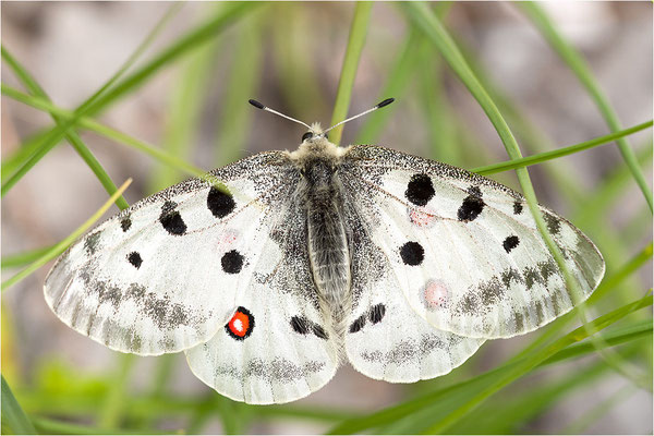 Roter Apollo (Parnassius apollo thiemo), Deutschland, Baden-Württemberg