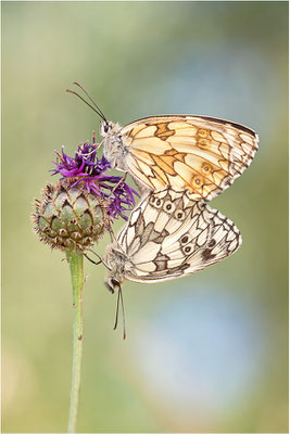 Schachbrettfalter (Melanargia galathea), Paarung, Schweiz, Kanton Wallis