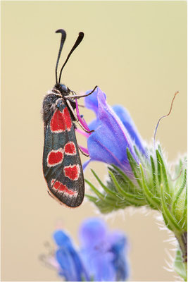Esparsetten-Widderchen (Zygaena carniolica), Deutschland, Hessen