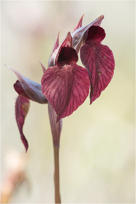 Herzförmiger Zungenstendel (Serapias cordigera), Korsika