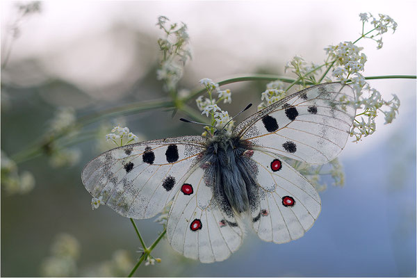 Roter Apollo (Parnassius apollo valdierensis), Italien, Piemont