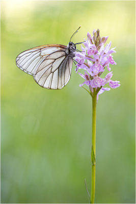 Baumweißling (Aporia crataegi), Schweden, Östergötland