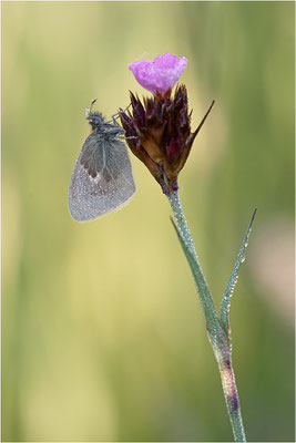 Kleines Wiesenvögelchen (Coenonympha pamphilus), Deutschland, Baden-Württemberg