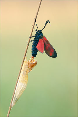 Sechsfleck-Widderchen (Zygaena filipendulae), Deutschland, Baden-Württemberg