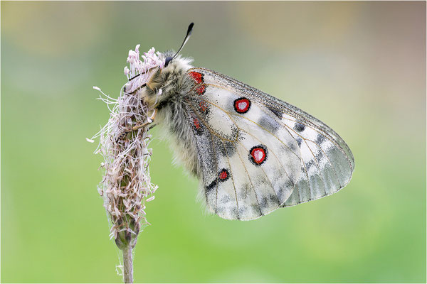 Roter Apollo (Parnassius apollo antijesuitus), Spanien, Provinz Lleida