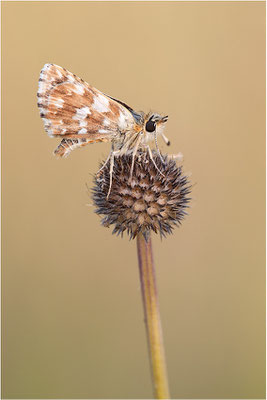 Roter Würfel-Dickkopffalter (Spialia sertorius), Frankreich, Ardèche