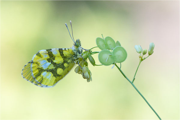 Gelber Aurorafalter (Anthocharis euphenoides), Frankreich, Ardèche