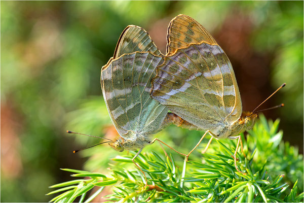 Kaisermantel (Argynnis paphia), Paarung, Schweden, Gotland