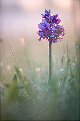 Helm-Knabenkraut (Orchis militaris), Deutschland, Baden-Württemberg, südlicher Oberrhein