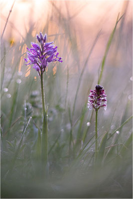 Helm-Knabenkraut (Orchis militaris) und Brand-Knabenkraut (Neotinea ustulata), Deutschland, Baden-Württemberg