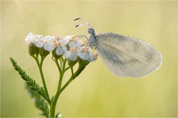 Tintenfleck-Weißling (Leptidea sinapis bzw. juvernica), Weibchen, Deutschland, Baden-Württemberg