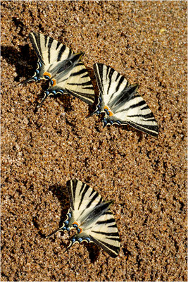 Segelfalter (Iphiclides podalirius), Frankreich, Ardèche
