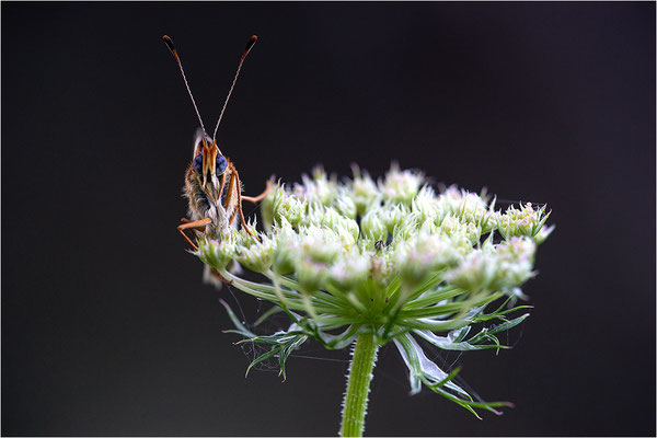 Flockenblumen-Scheckenfalter (Melitaea phoebe), Frankreich, Savoie
