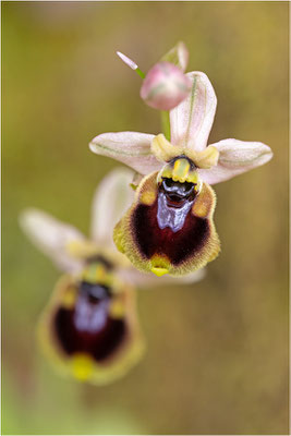 Norman´s Ragwurz (Ophrys normanii)
