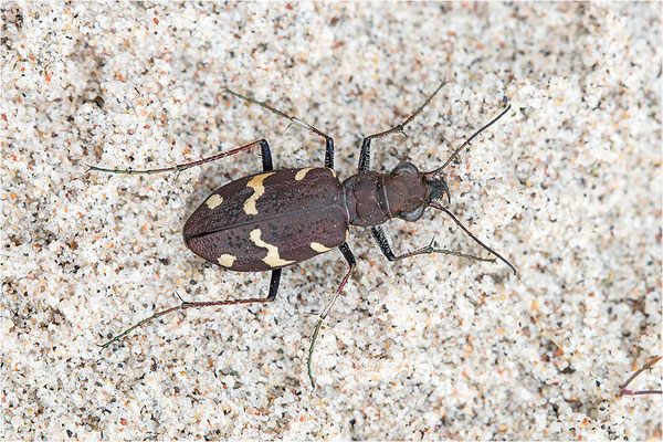 Heide-Sandlaufkäfer (Cicindela sylvatica), Schweden, Farö