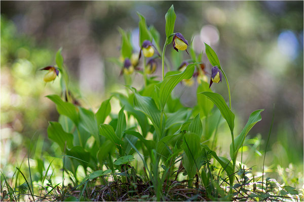 Gelber Frauenschuh (Cypripedium calceolus), Schweden, Gotland